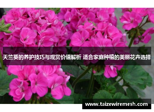 天竺葵的养护技巧与观赏价值解析 适合家庭种植的美丽花卉选择